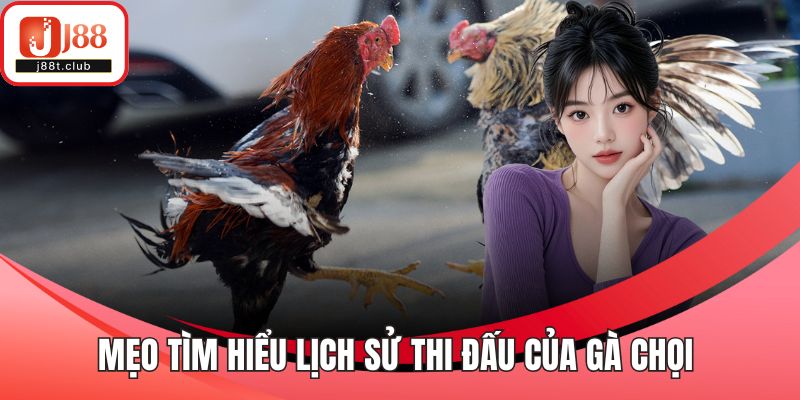 Mẹo tìm hiểu lịch sử thi đấu của gà chọi
